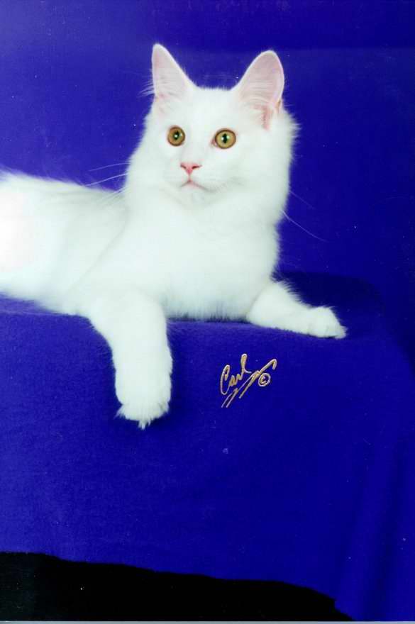 Gatti (14)
